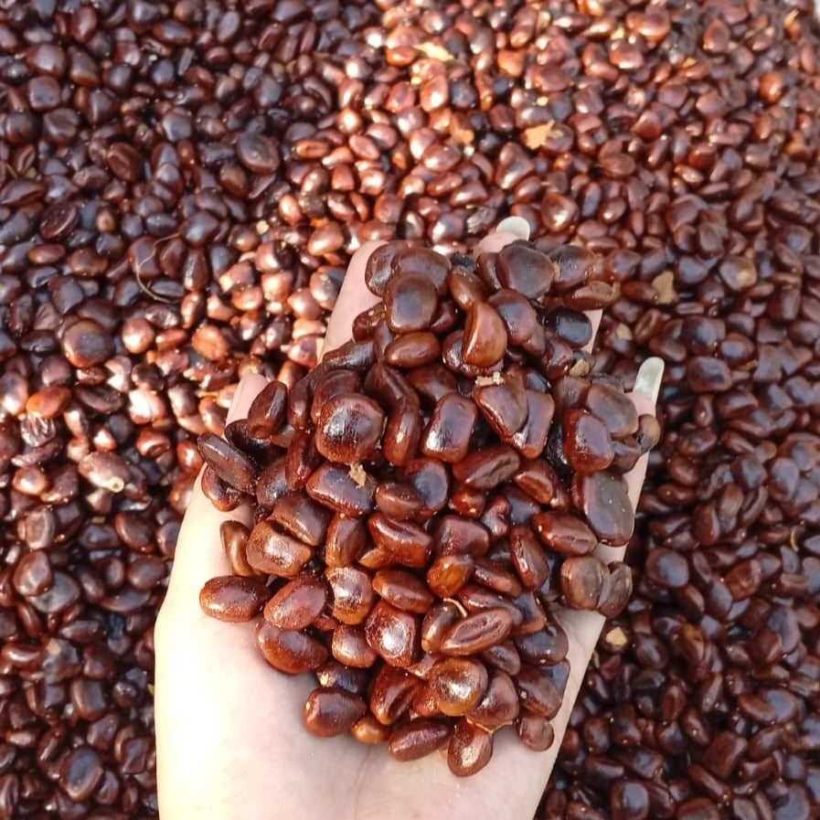 Tamarind Seeds