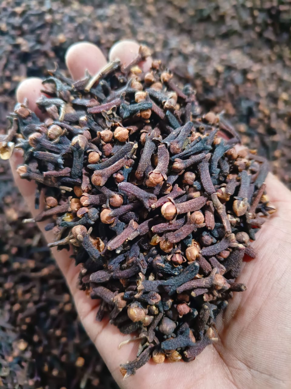Clove