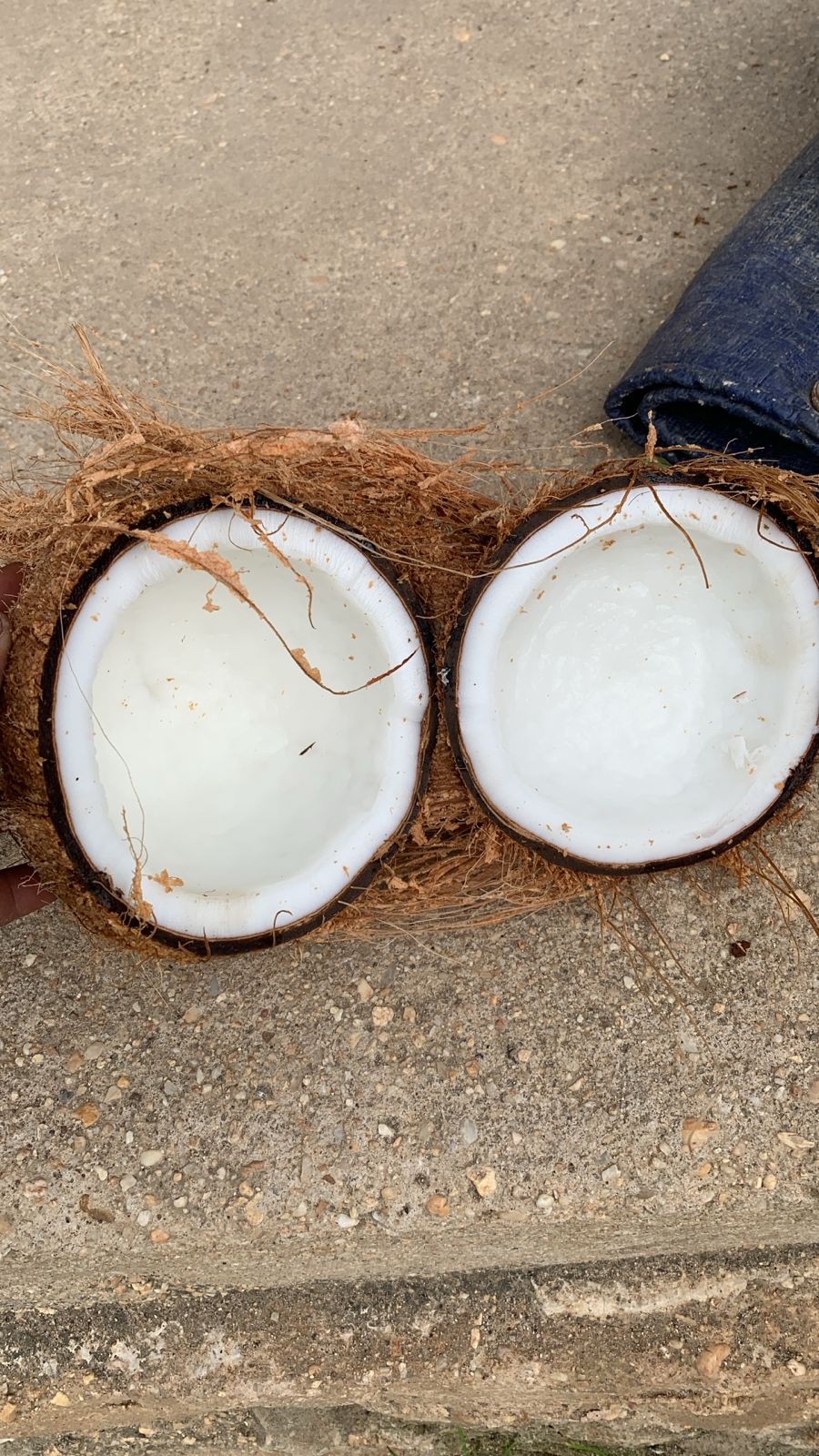 FRESH NATURE COCONUT