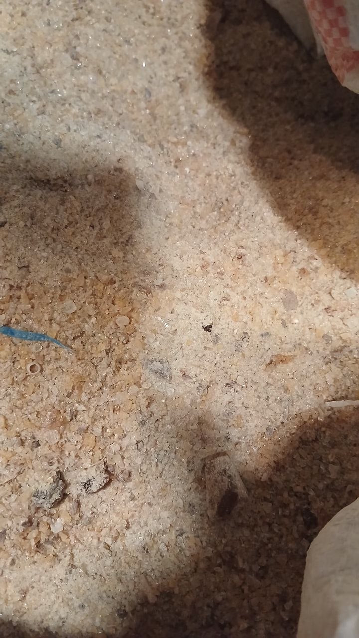 GUM COPAL DUST