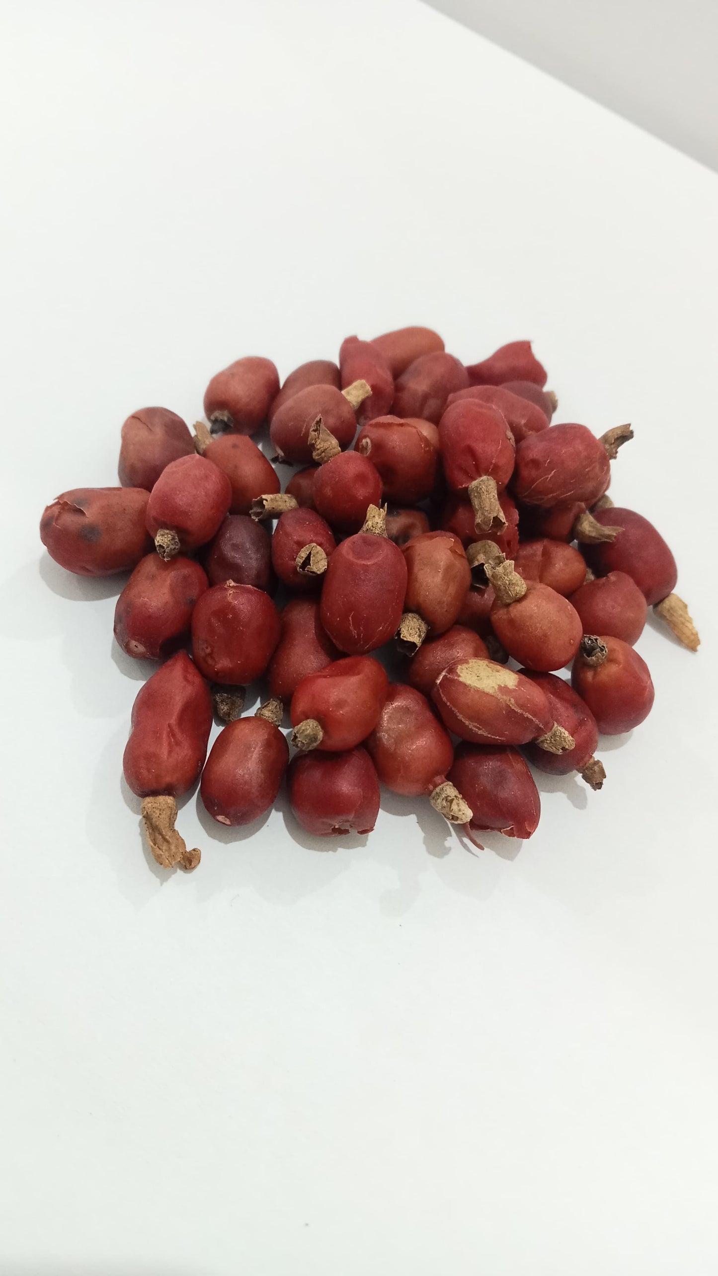 Forest Galangal Fruit / Biji Laos Hutan