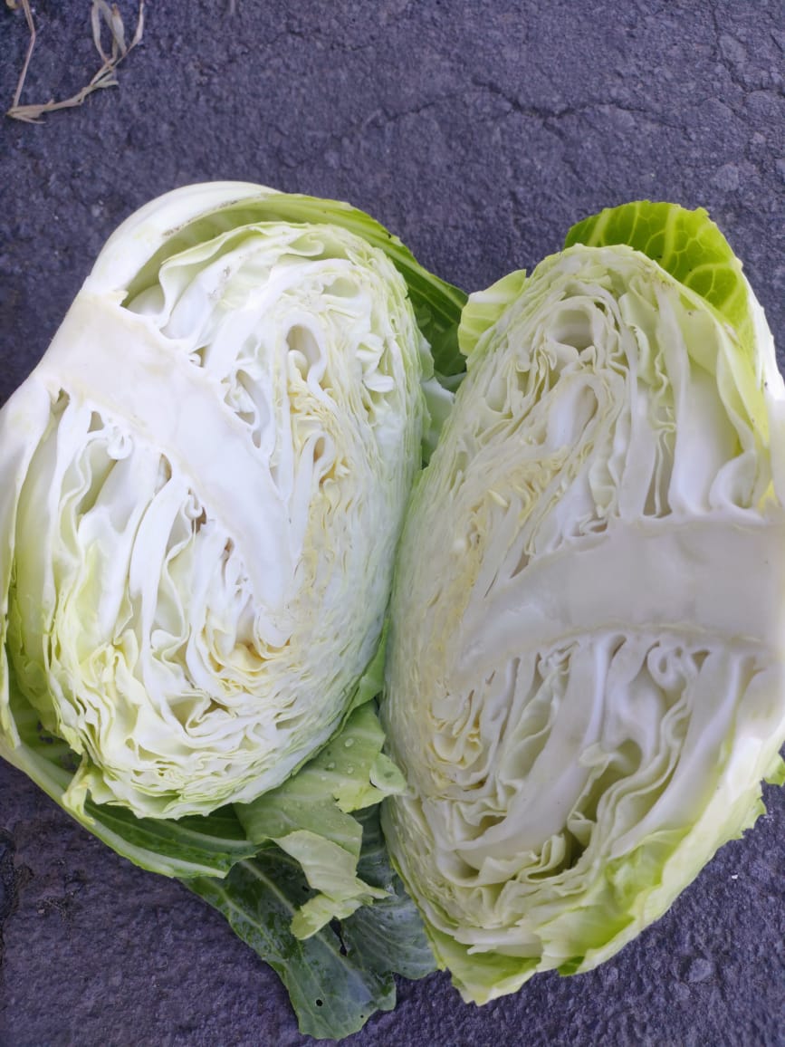 Cabbage