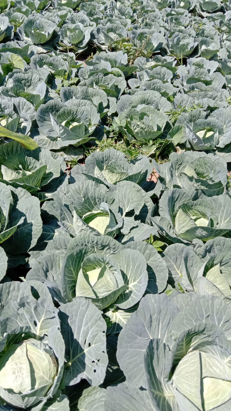 Cabbage