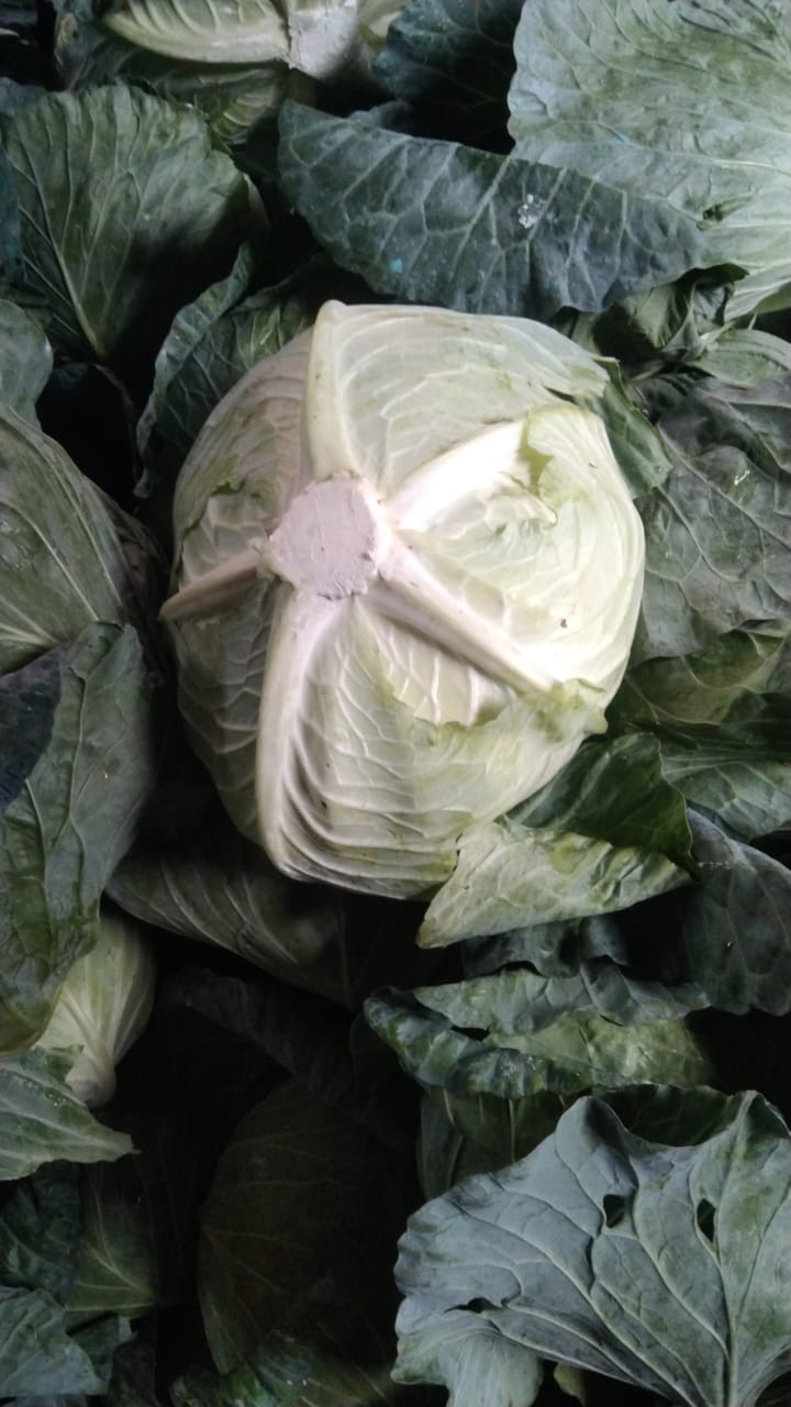 Cabbage