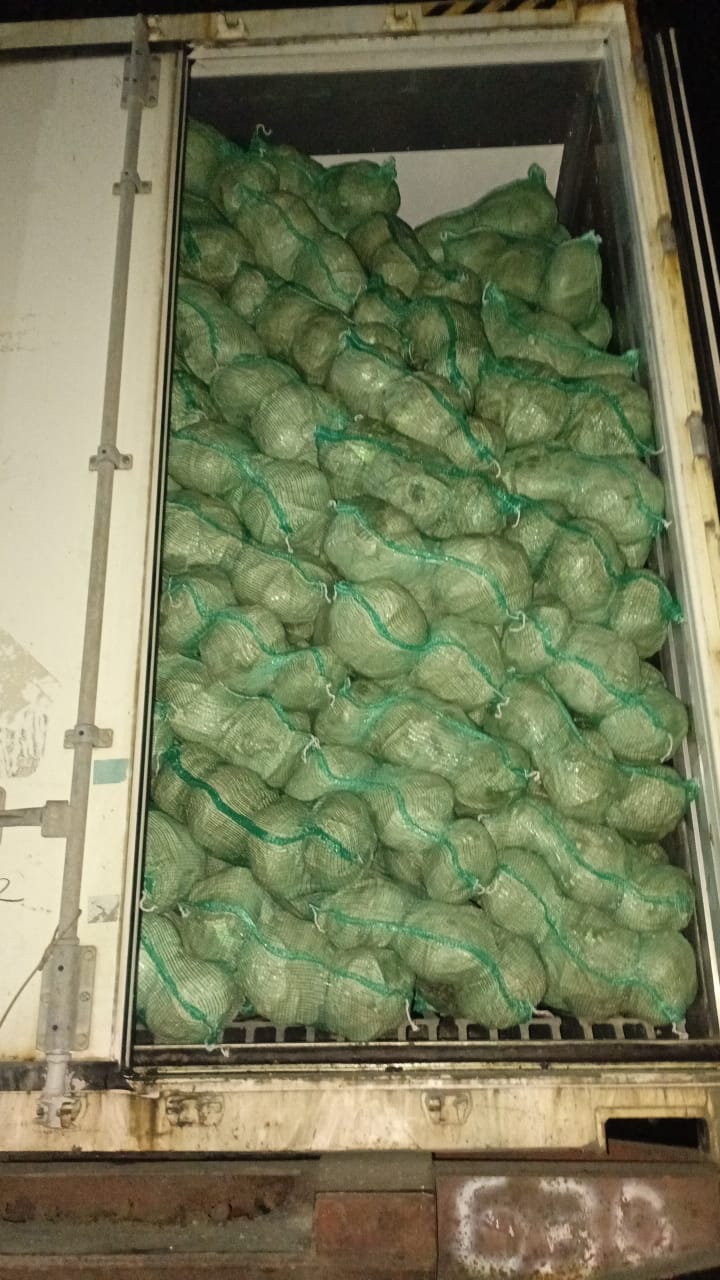 Cabbage