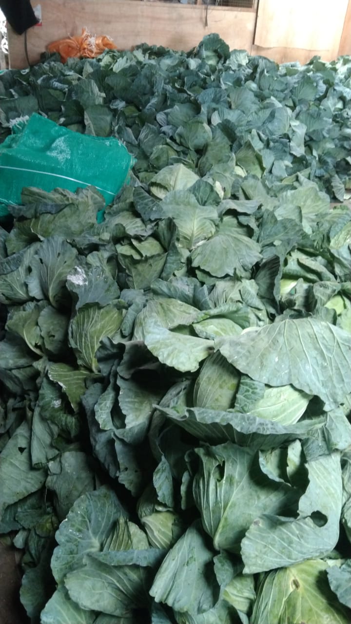 Cabbage