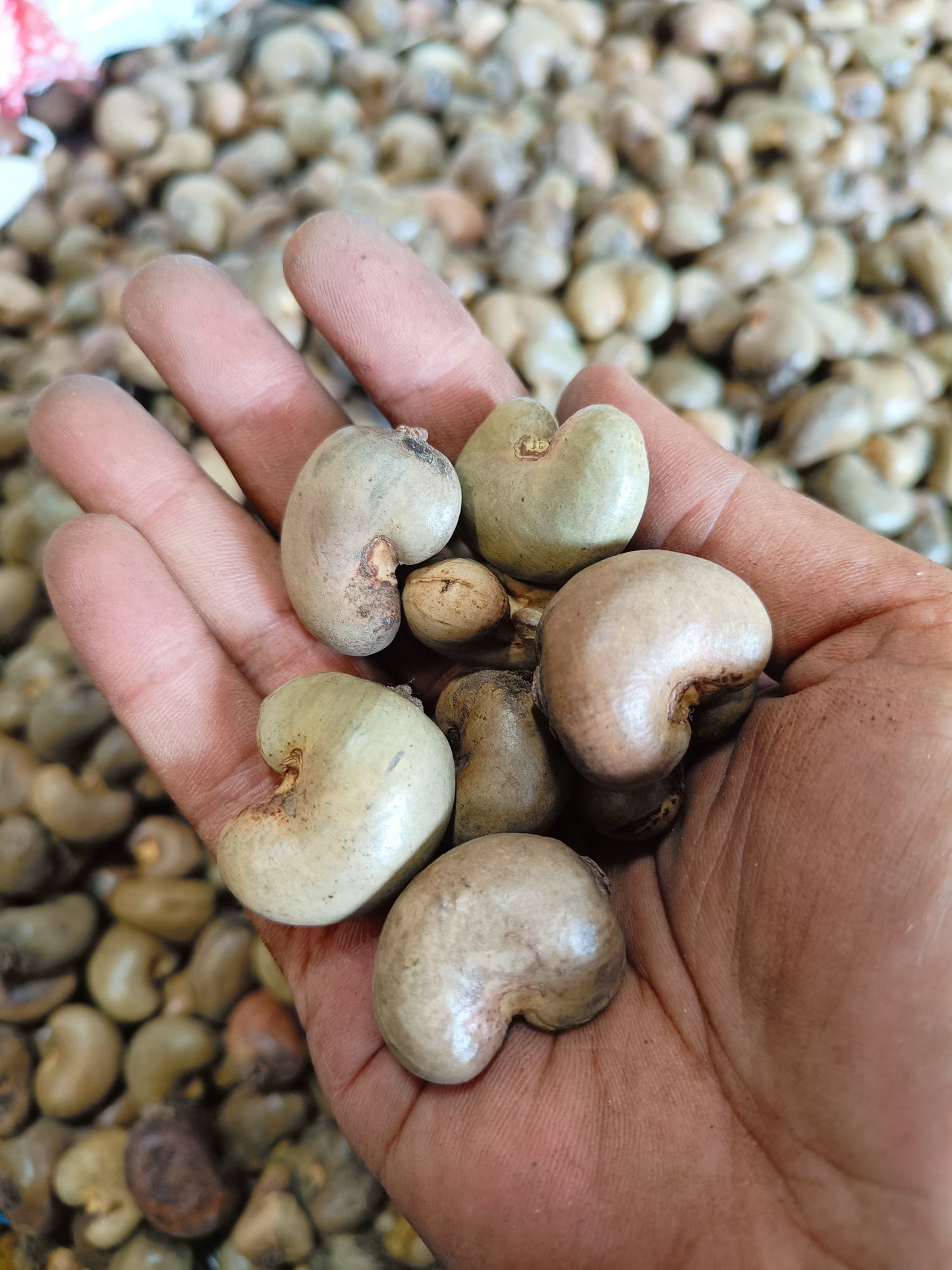 Cashew / Kacang Mente