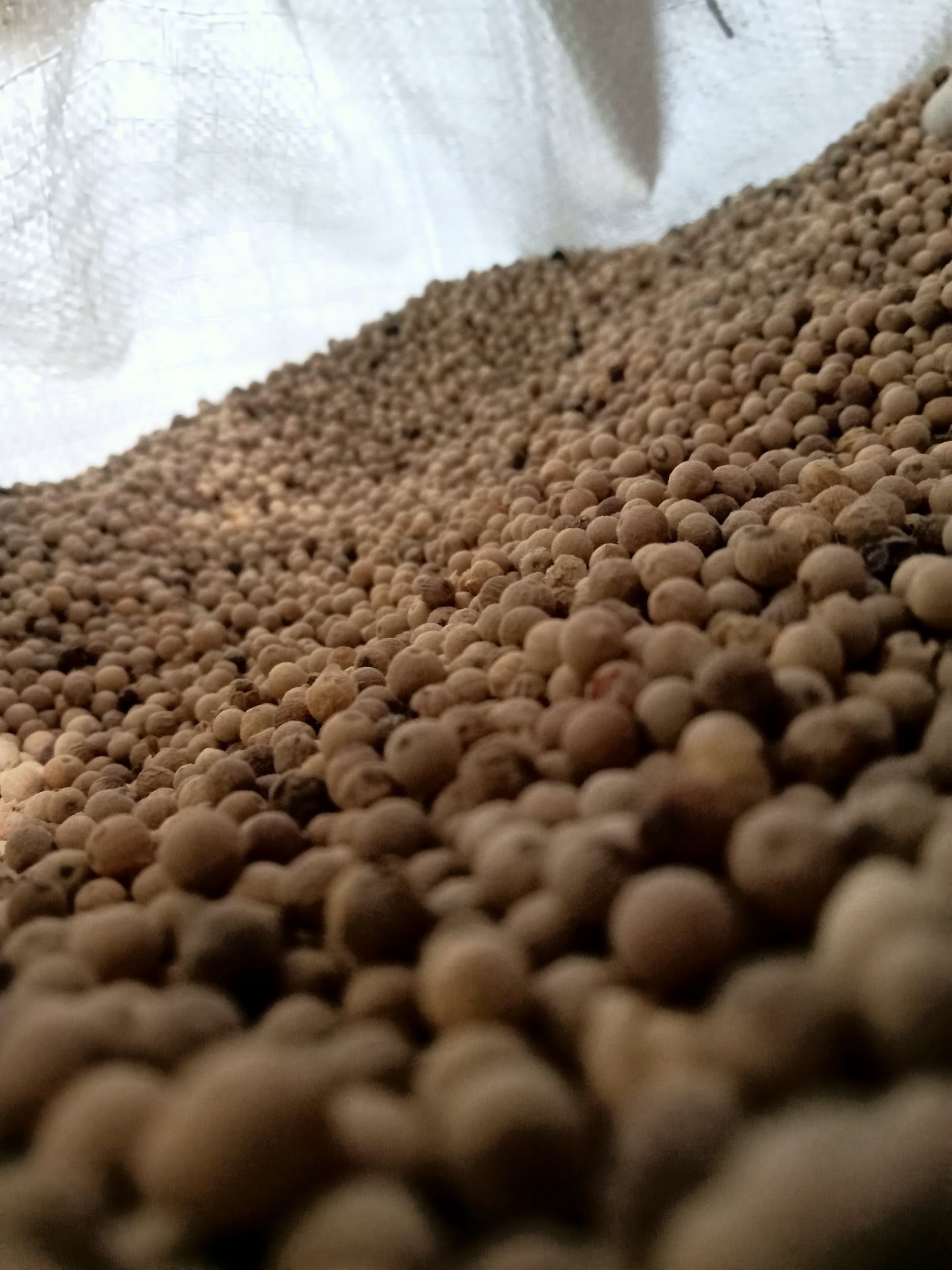 White Pepper