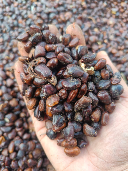 TAMARIND SEED
