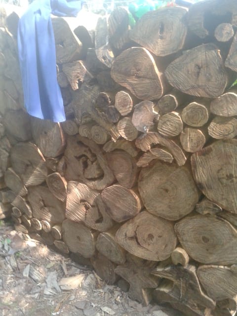 Boya Wood/Kayu Gaharu Buaya