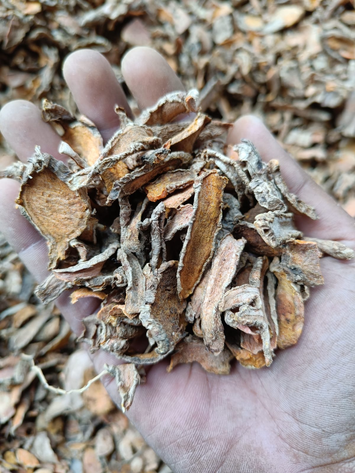 SLICE DRIED TURMERIC