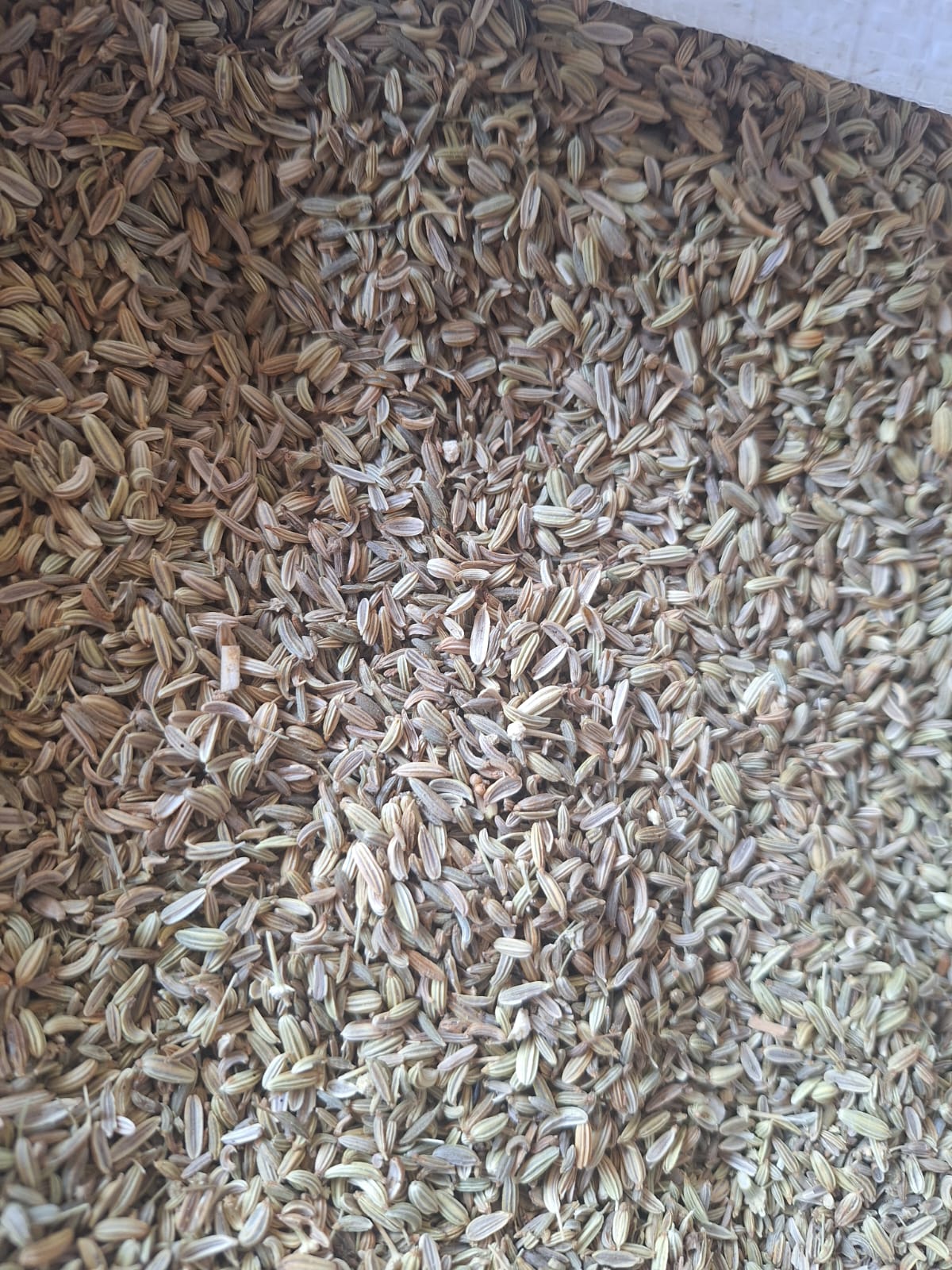Fennel