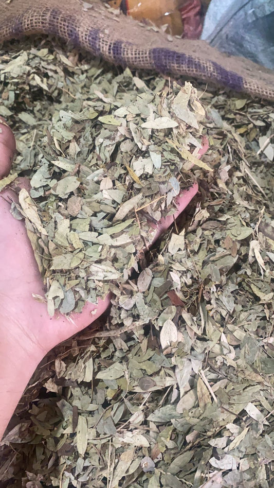 Senna Leaf