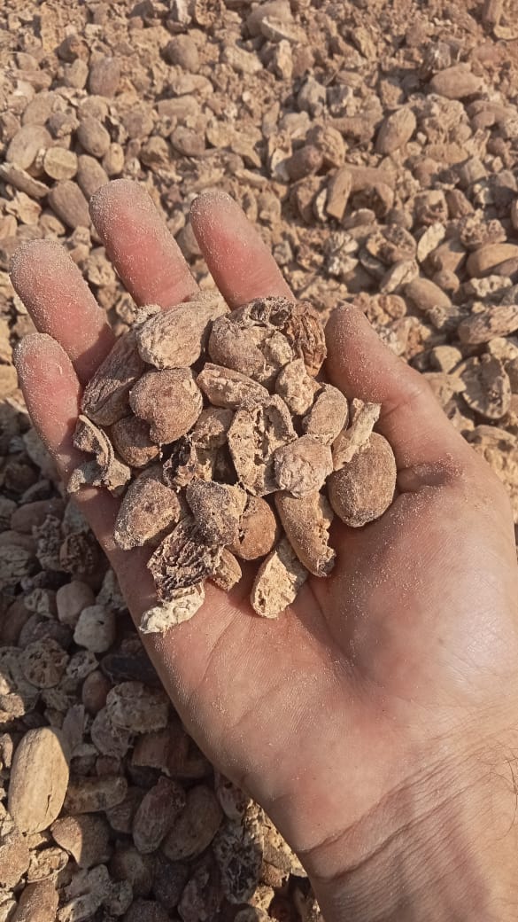 Long Nutmeg Broken/BWP