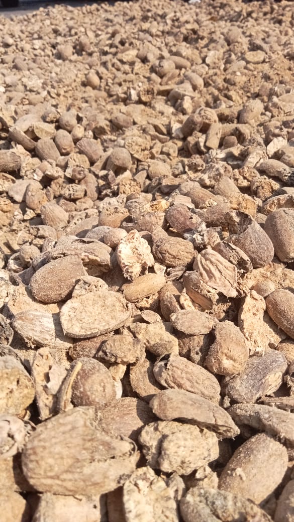 Long Nutmeg Broken/BWP