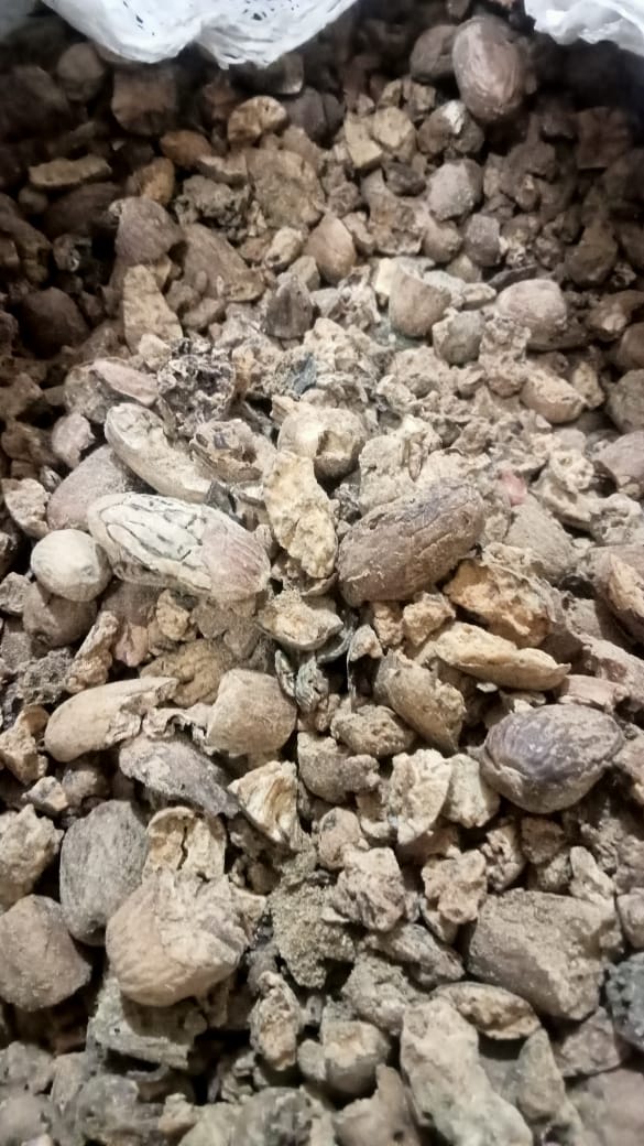 Long Nutmeg Broken/BWP