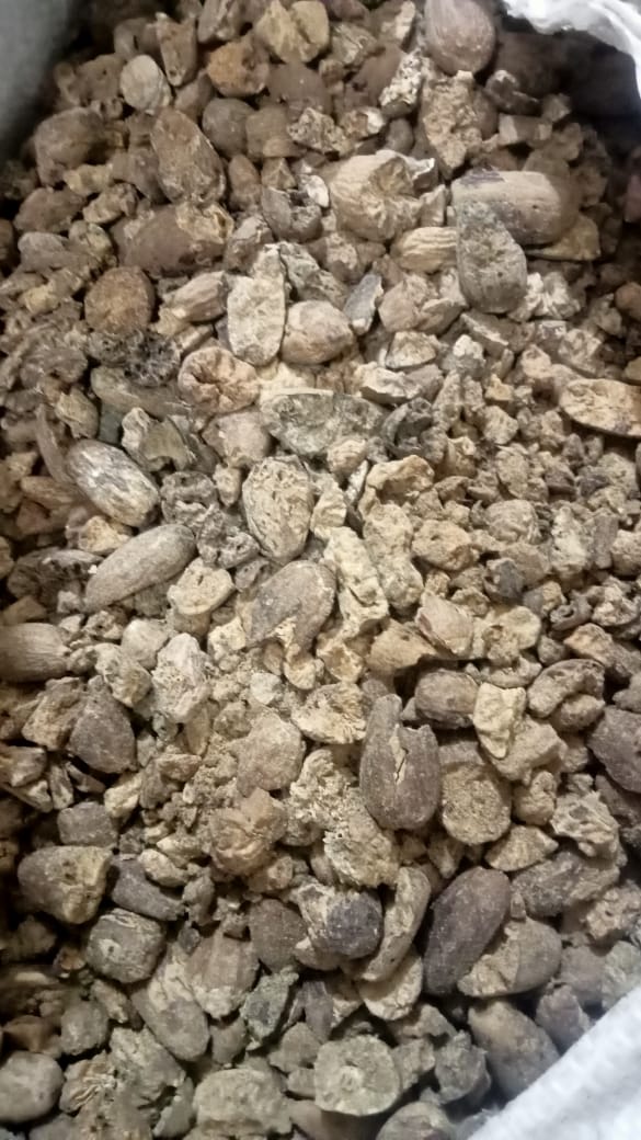 Long Nutmeg Broken/BWP