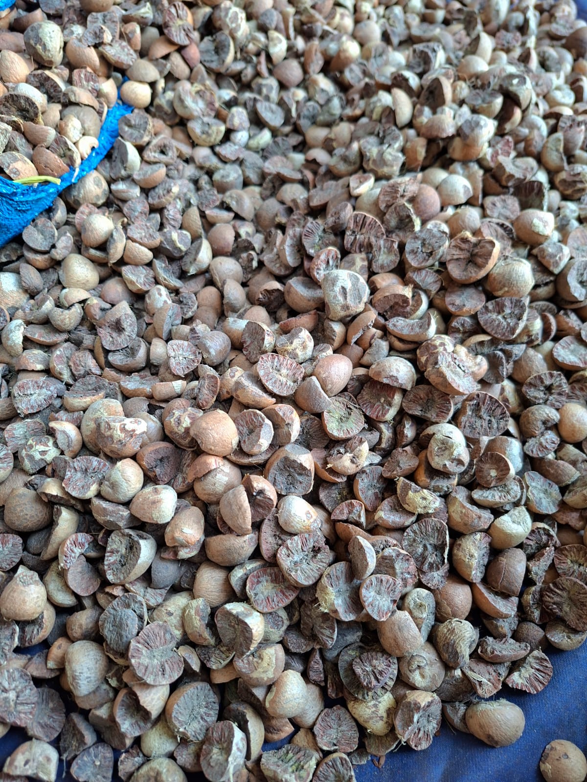 Betel Nut Split 70% Good