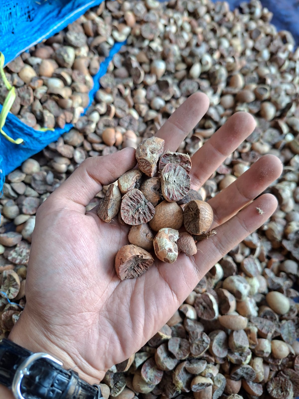 Betel Nut Split 70% Good