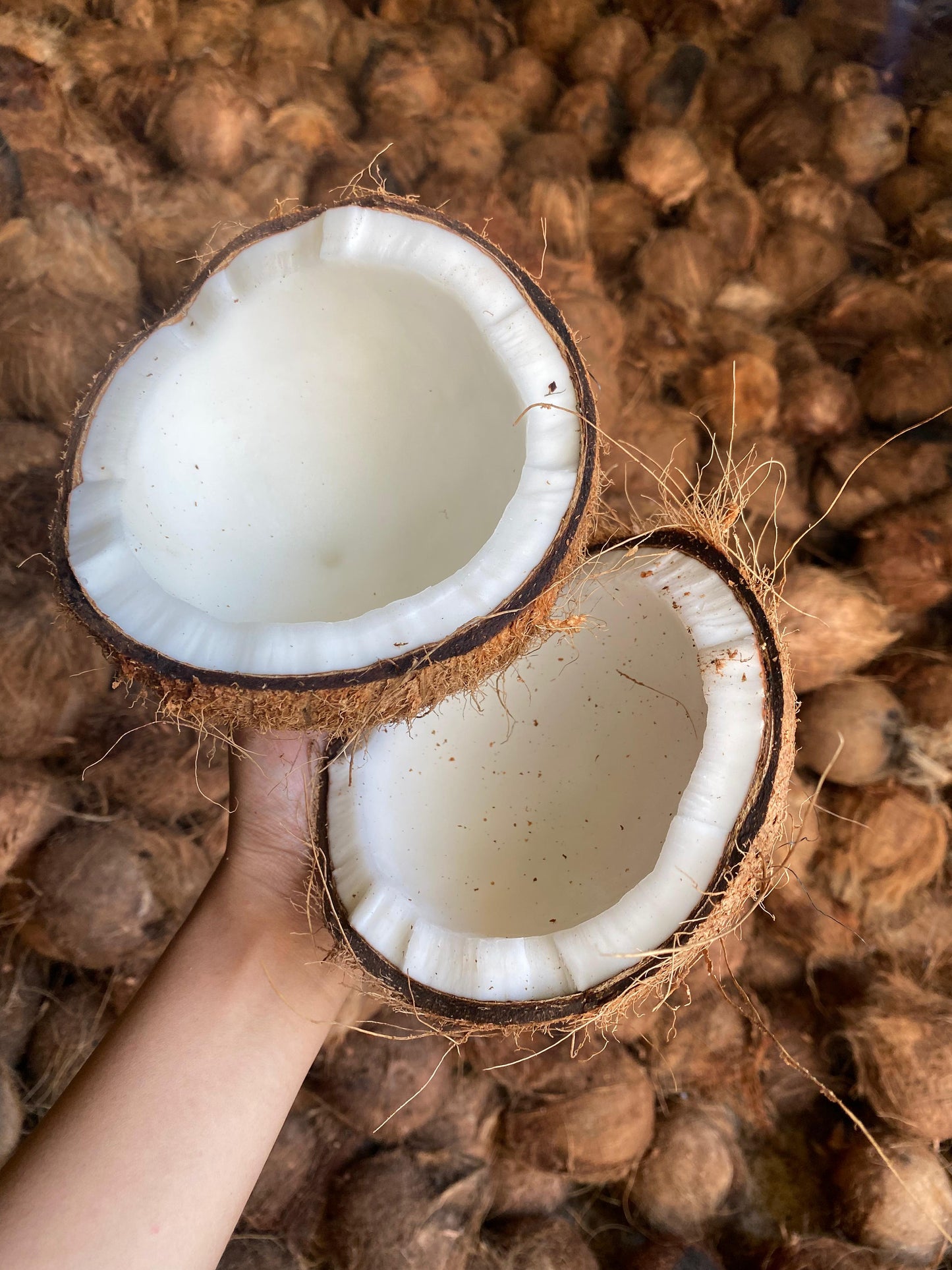 Coconut