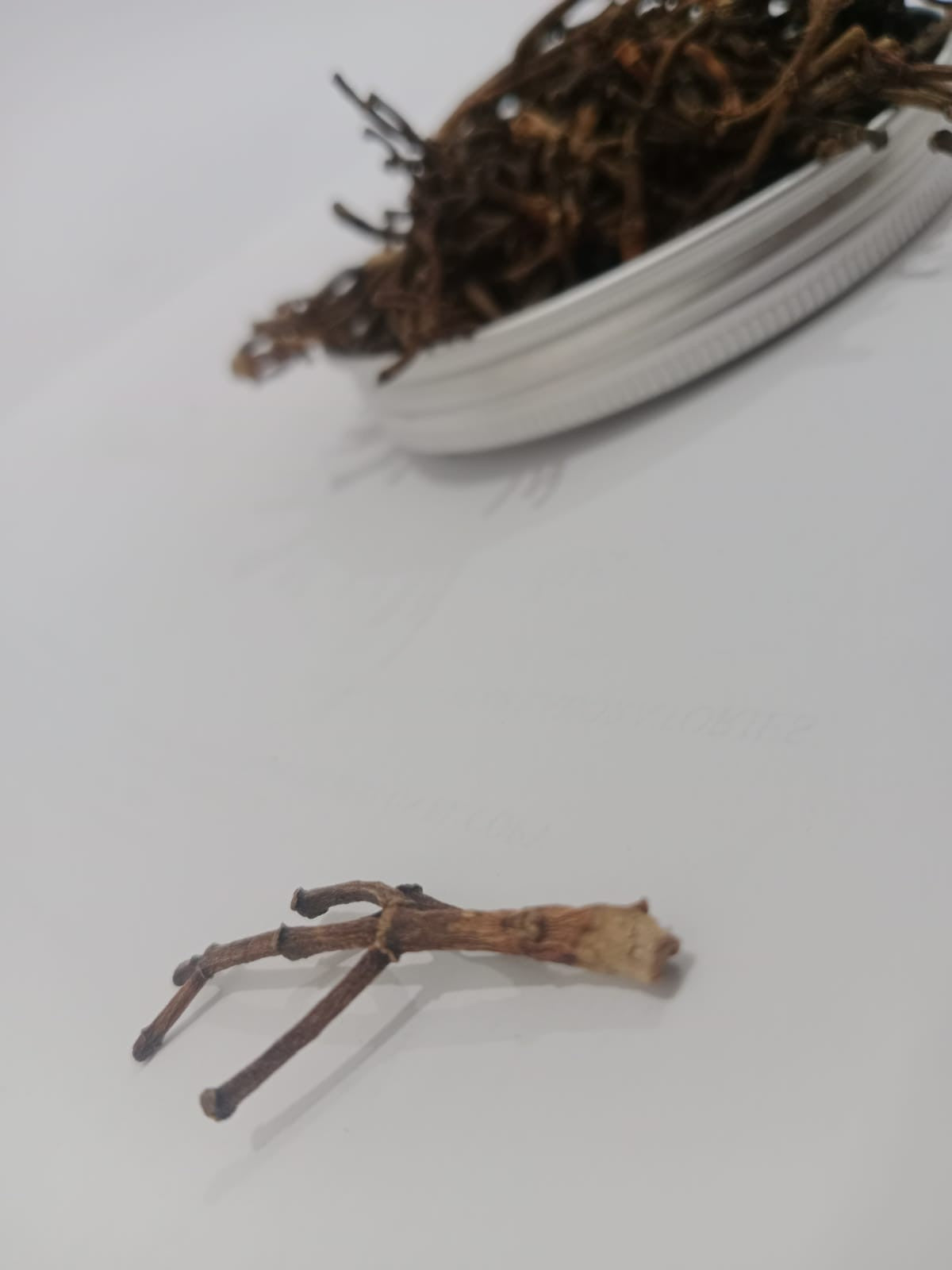 PREMIUM QUALITY CLOVE STEM