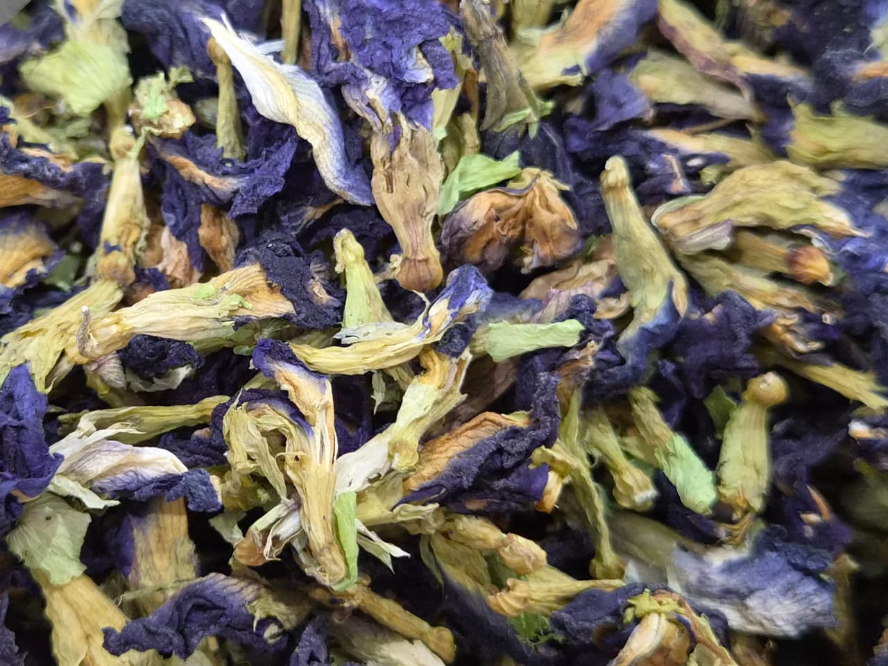 CLITORIA TERNATEA/BUNGA TELANG