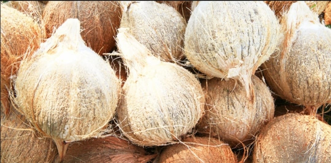 Fresh Mature Coconut