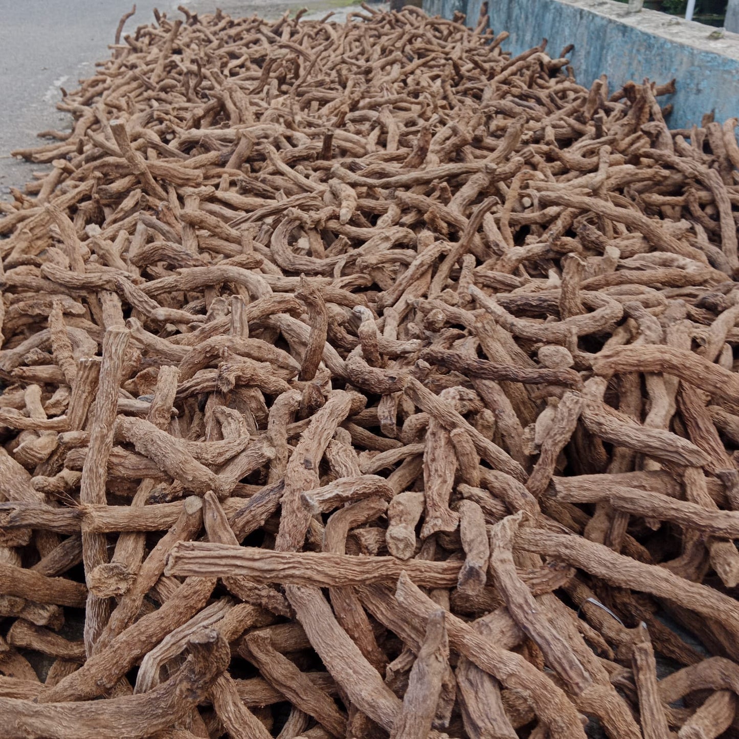 Homalomena Roots / Sugandhi Roots / Nampu Roots