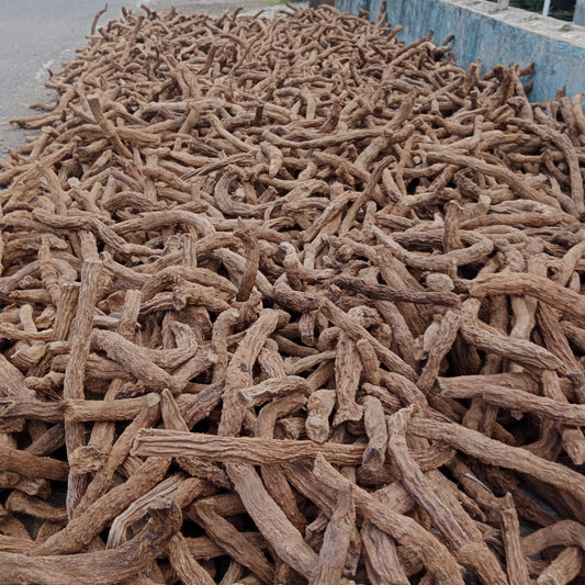 Homalomena Roots / Sugandhi Roots / Nampu Roots