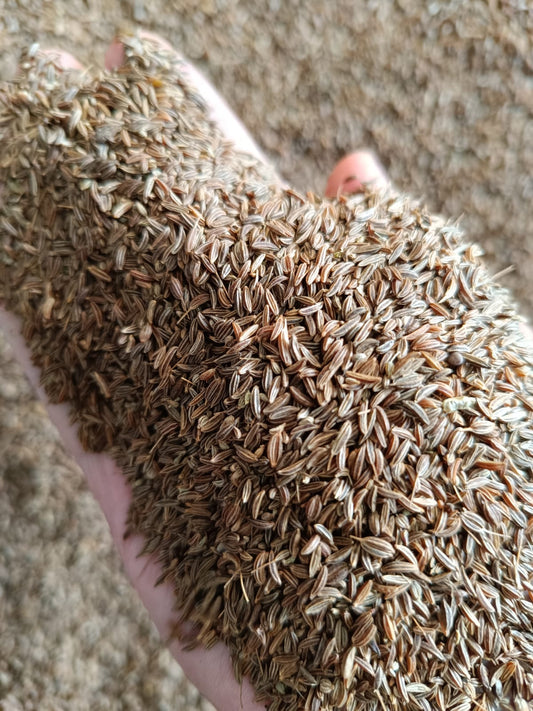 JINTEN PUTIH / WHITE CUMIN