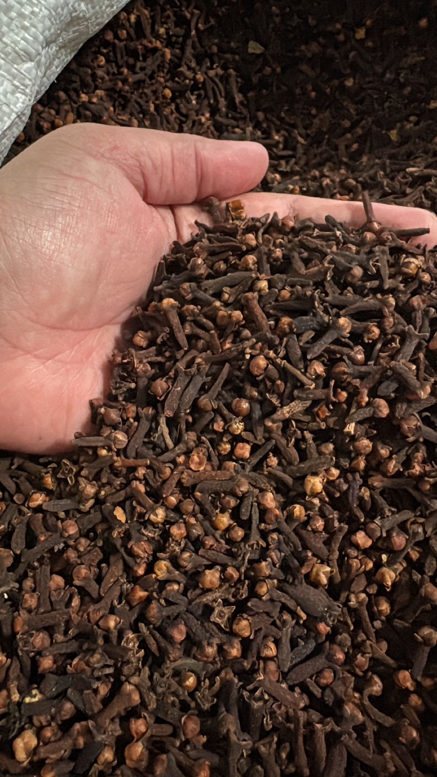 Clove High Quality