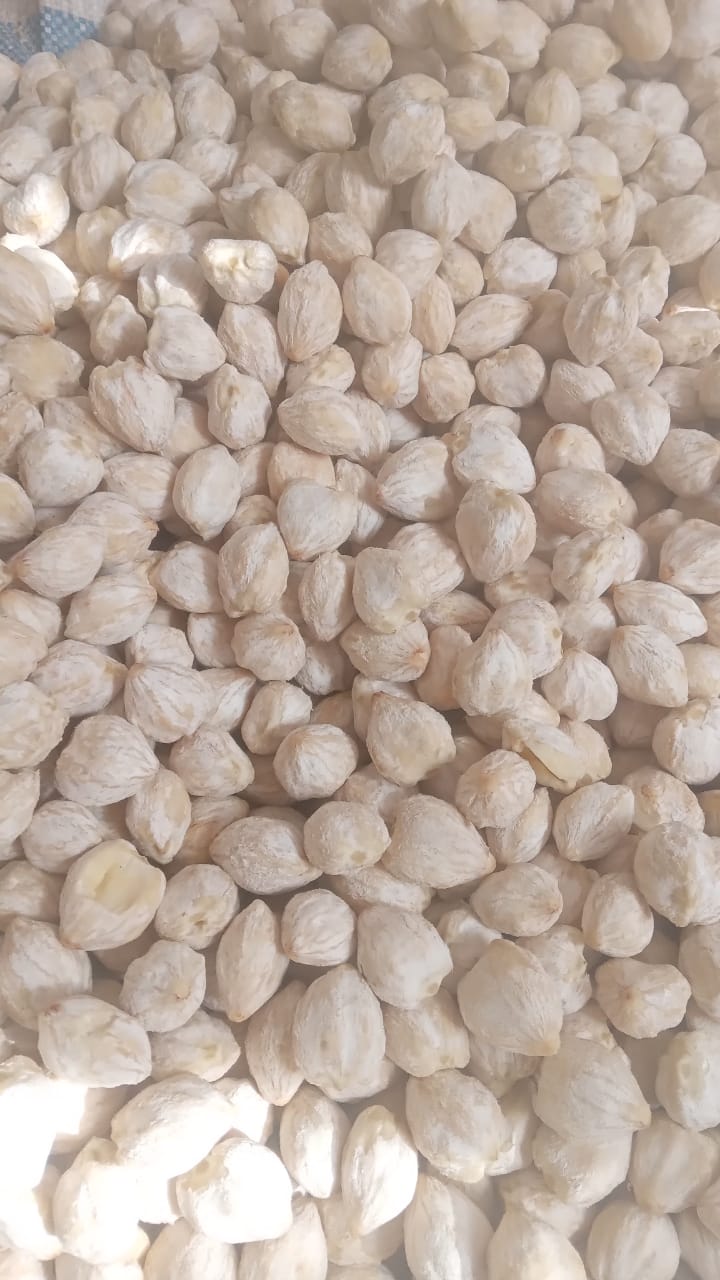 Candle Nut