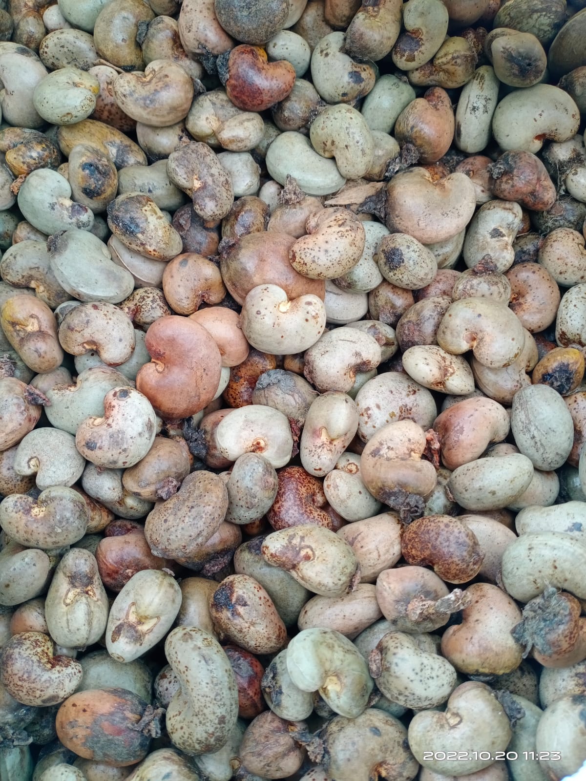 Raw Cashew Nut