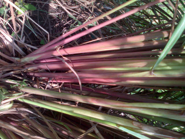 Lemongrass Citronella