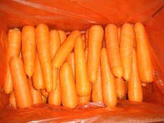 Carrot