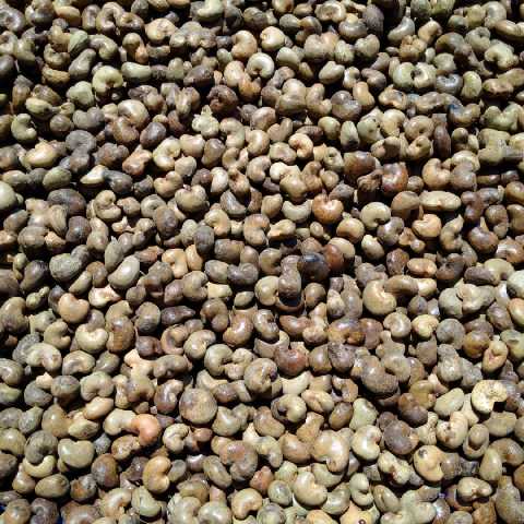 Raw Cashew Nut