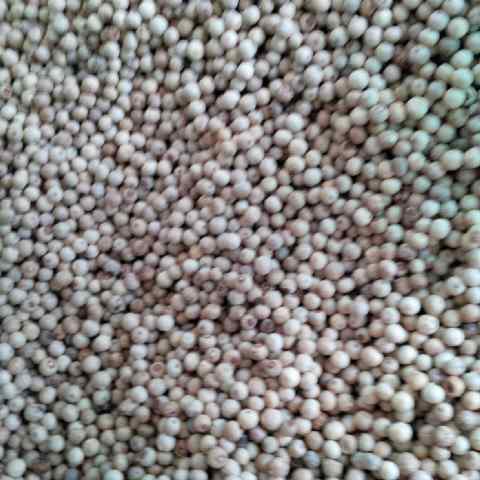 White Pepper