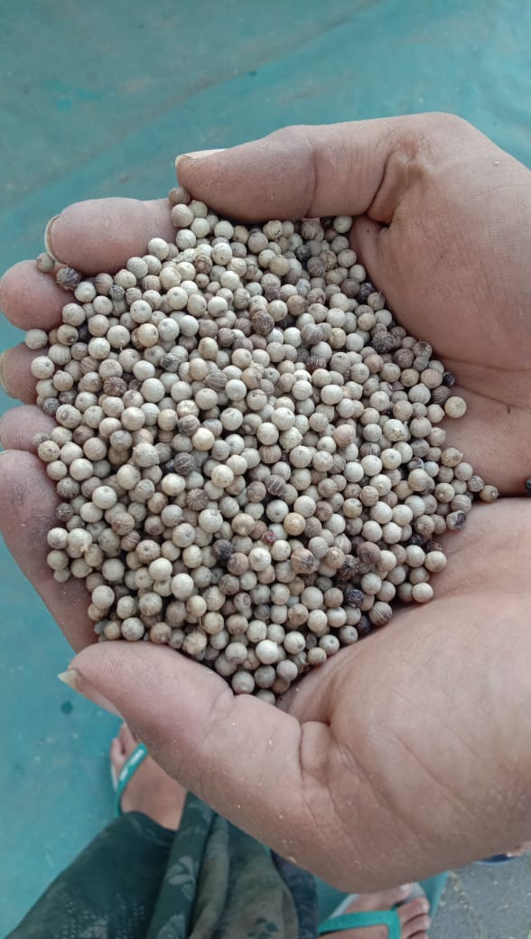 White Pepper