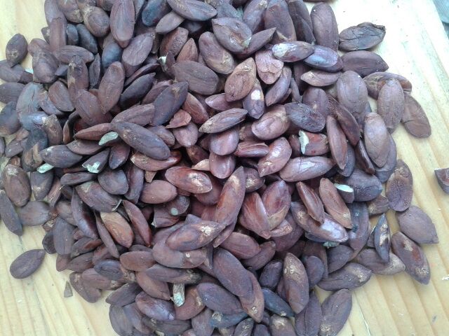 Whole Java Almond