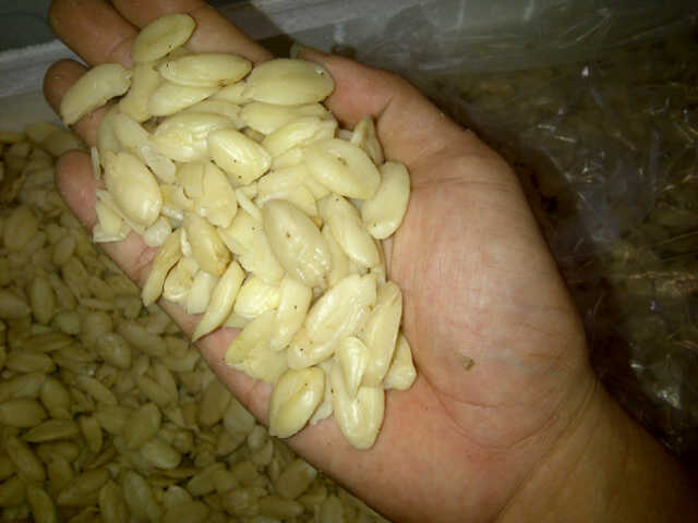 Java Almond Peeled