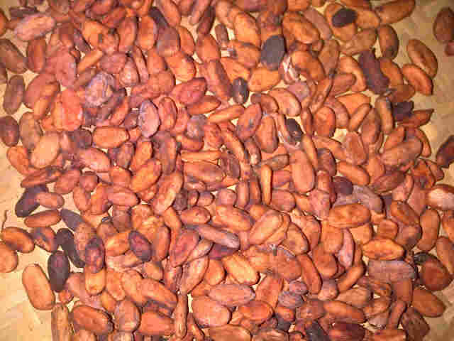 Cocoa Bean
