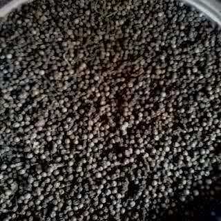 Black Pepper 500gl