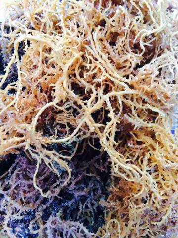 Seaweed