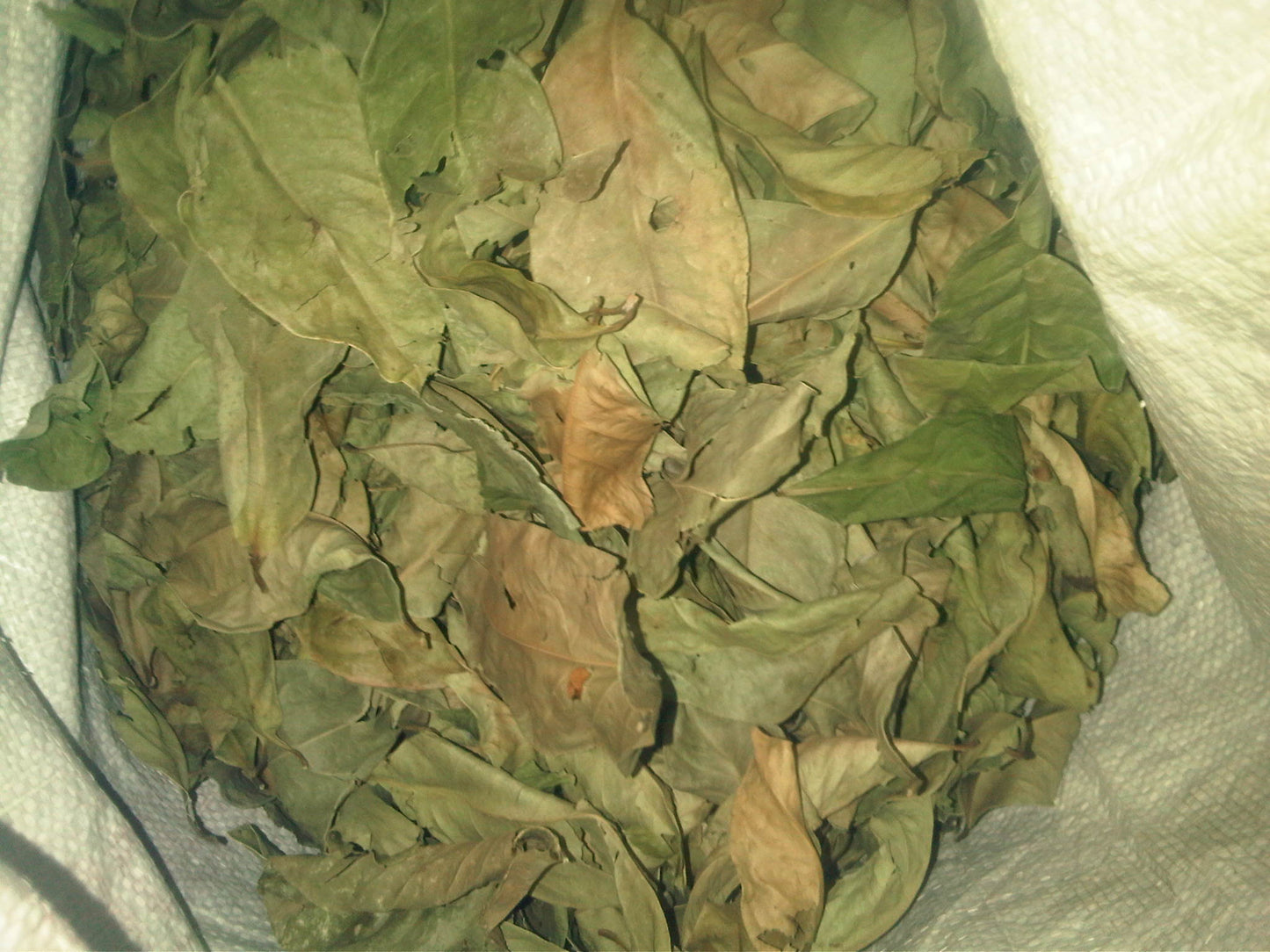 Bayleaf