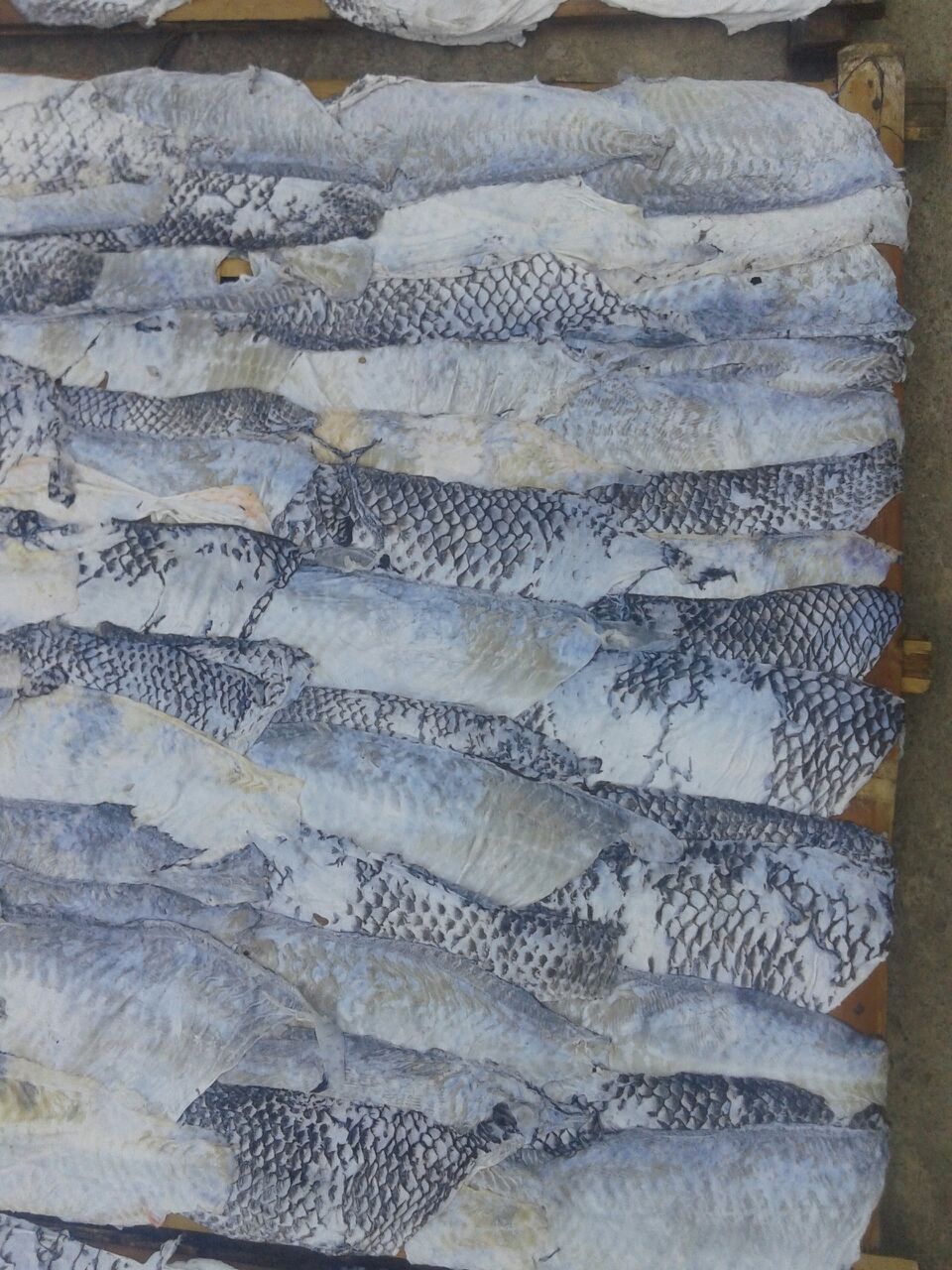 Fish scales