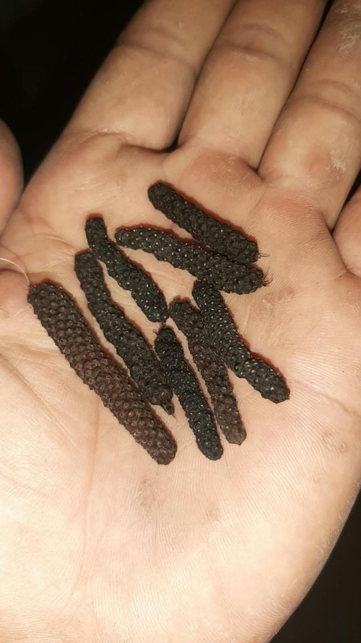 PREMIUM JAVA LONG PEPPER