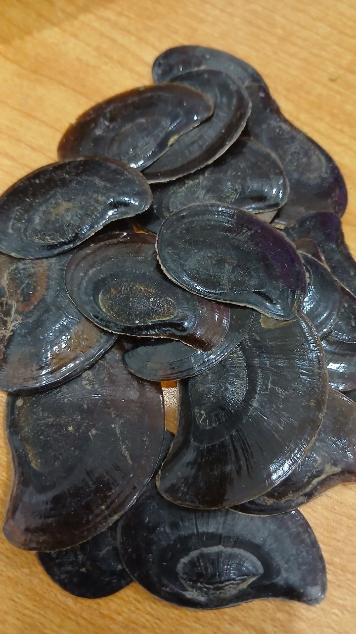 FRESH WATER OPERCULUM