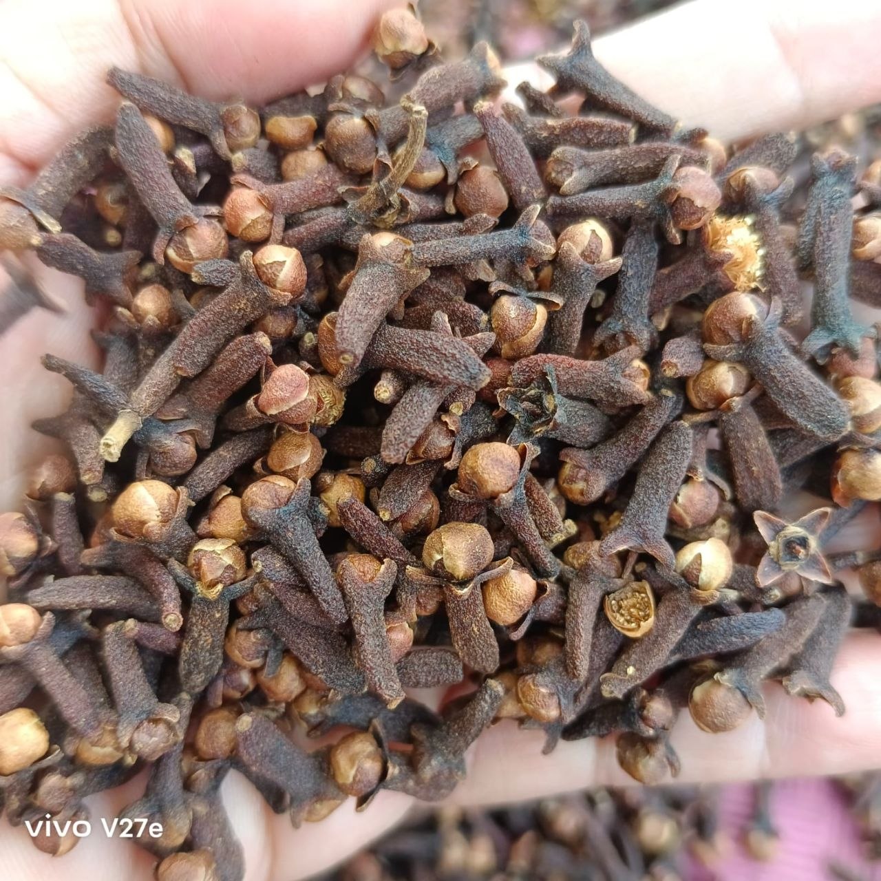 PREMIUM CLOVE