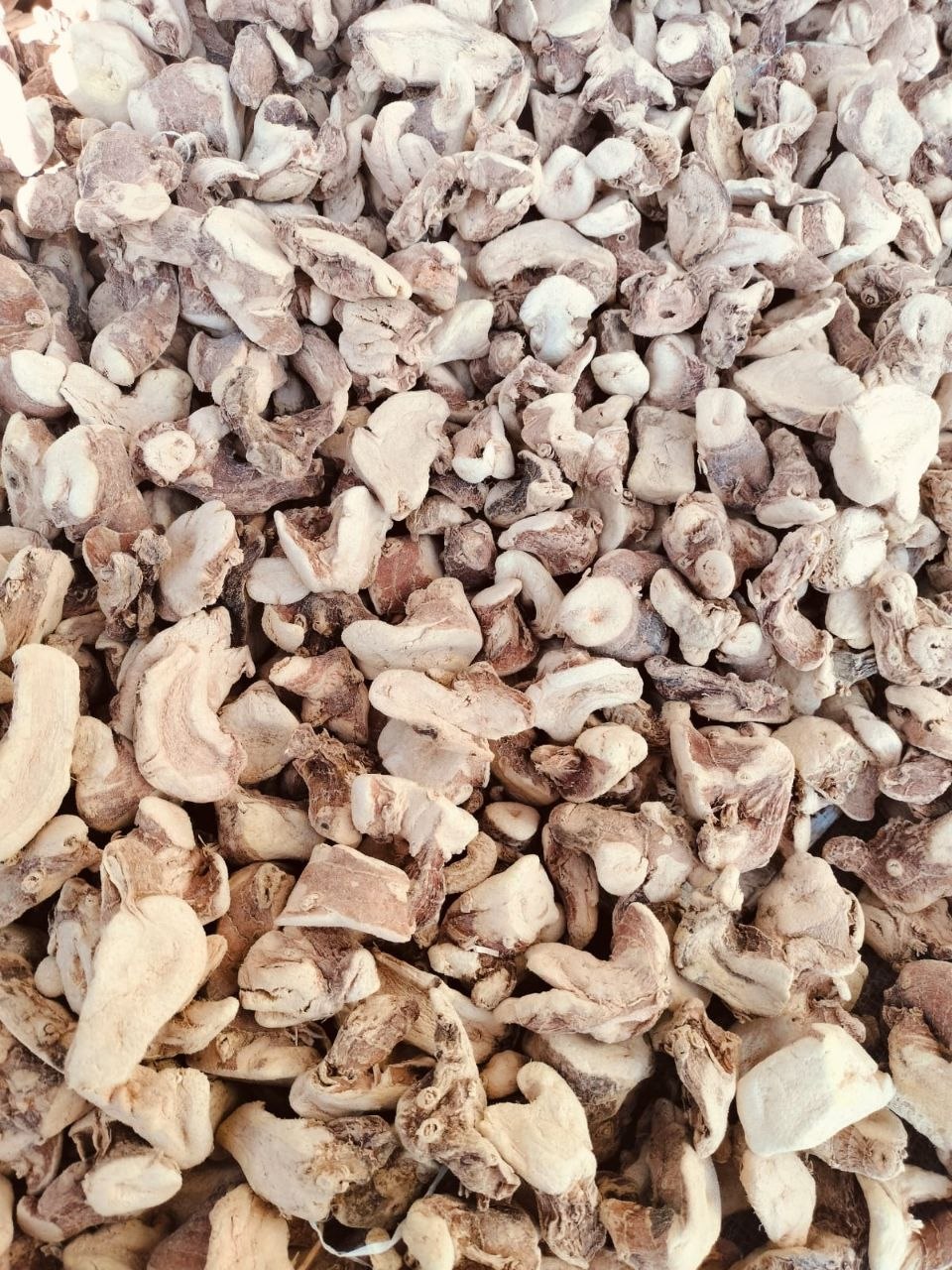 DRIED GALANGAL