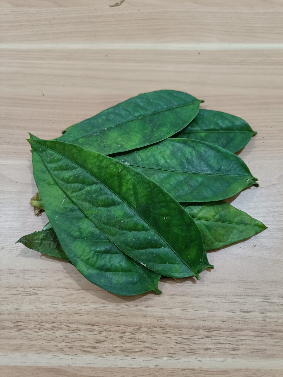 Sengkubak Leaves